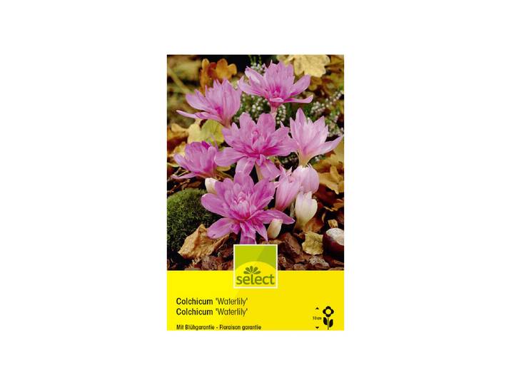 Select Blumenzwiebel Colchicum Waterlily