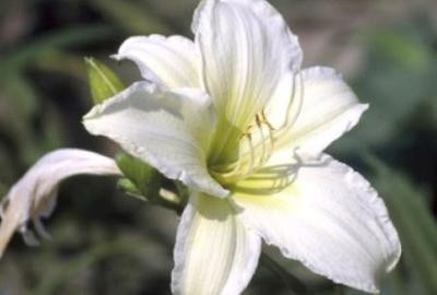 6 x Hemerocallis hybr. Light The Way daglilie - Potmaat: 9 x 9 cm - GRDplanten