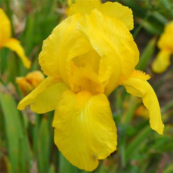 6 x Zwaardlelie Iris germanica Ola Kala in pot van 9x9 cm