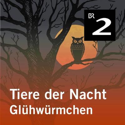 Tiere der Nacht: Glühwürmchen - Silke Wolfrum, Audio, 4057664414168