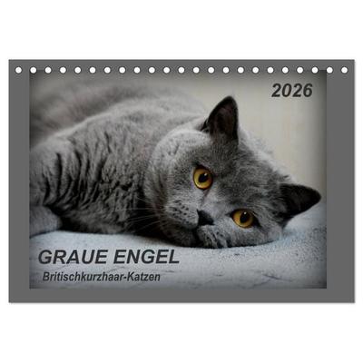 GRAUE ENGEL Britischkurzhaar-Katzen (Tischkalender 2026 DIN A5 quer), CALVENDO Monatskalender