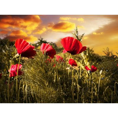 Papermoon "Blumenwiese"
