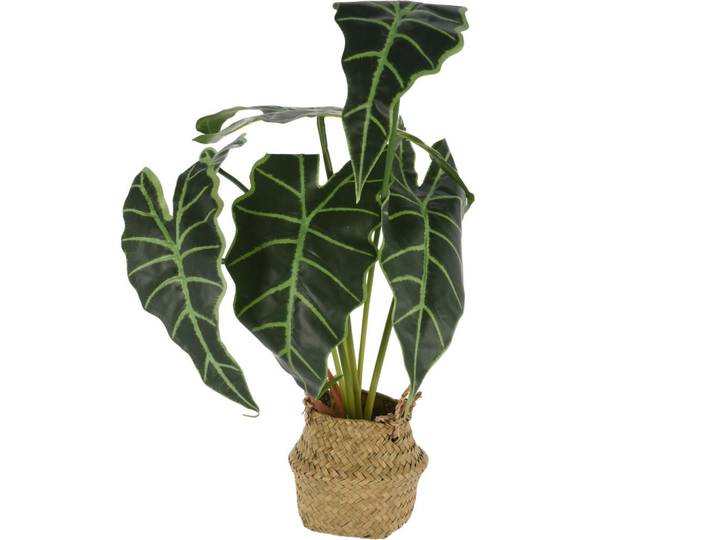 Home Styling Collection Alokasien Kunstblume im Korb 30/30/51 cm, Grün, Kunststoff, 51 cm, Dekoration, Blumen & Blumentöpfe, Kunstblumen