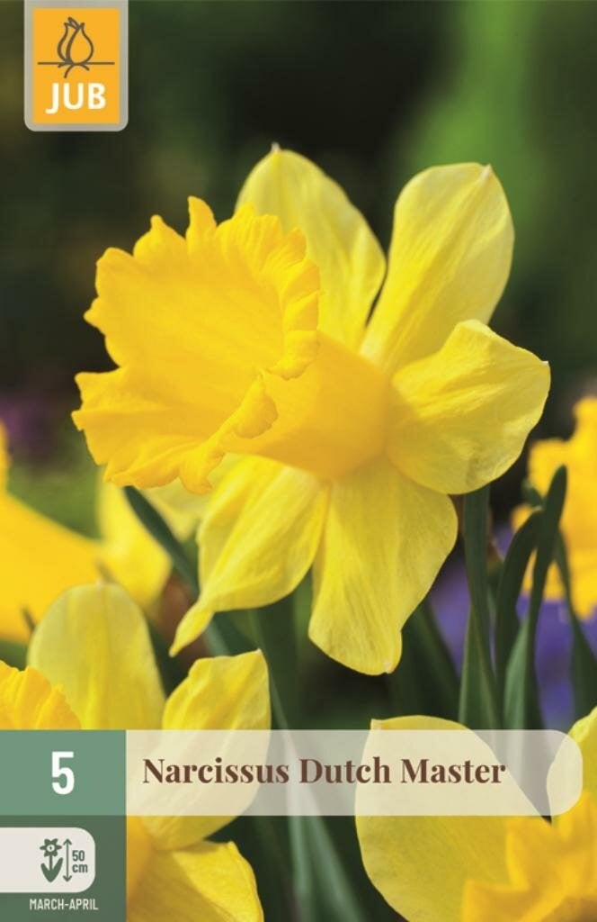 Narcis Dutch Master 5 bollen