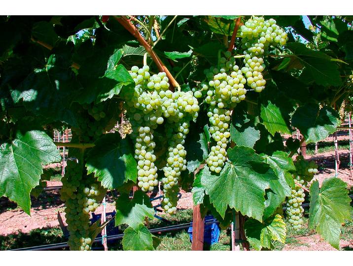 Robustarebe® Bristaler Muskat ' (Vitis vinifera 'Birstaler Muskat ' Robustarebe®) 100-120 cm inklusive Topf'