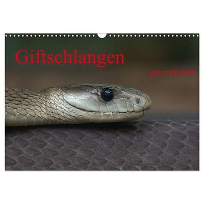 Giftschlangen, ganz nah dran (Wandkalender 2026 DIN A3 quer), CALVENDO Monatskalender