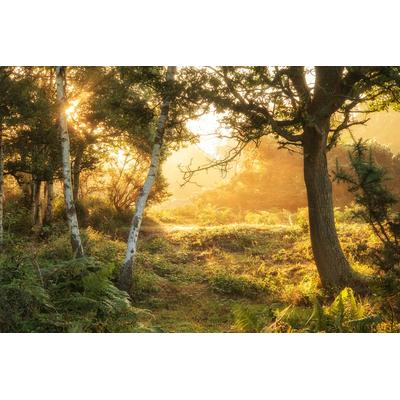 Papermoon "Wald"