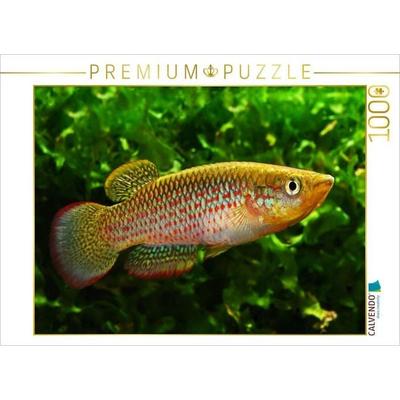 CALVENDO Puzzle Pachypanchax playfairii, SEYCHELLEN | 1000 Teile Lege-Größe 64x48cm Foto-Puzzle für glückliche Stunden