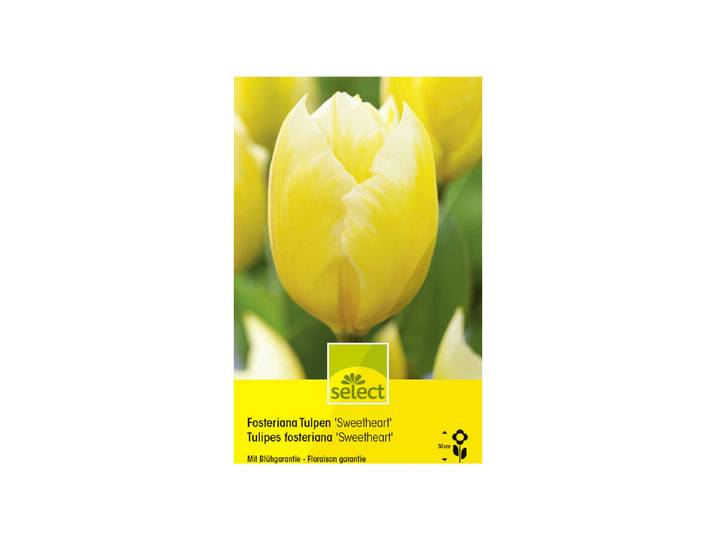 Select Blumenzwiebel Wildtulpen Forsteriana Tulpen Sweetheart ''