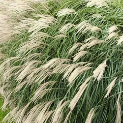 Chinesisches Rispengras – Miscanthus sinensis 'Silberfeder'