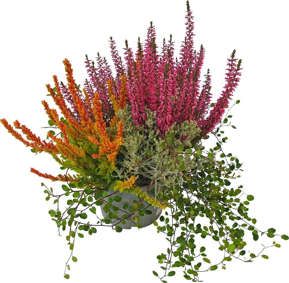Pflanzen Herbsttraum Mühlenbeckia Calluna