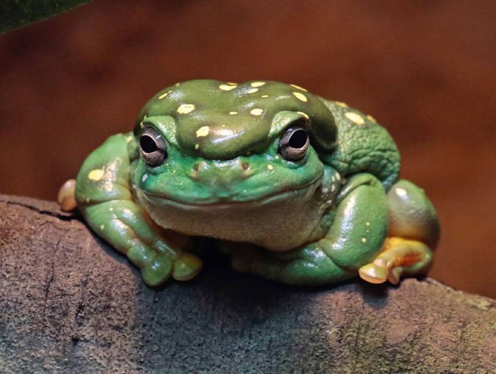 Papermoon Frosch