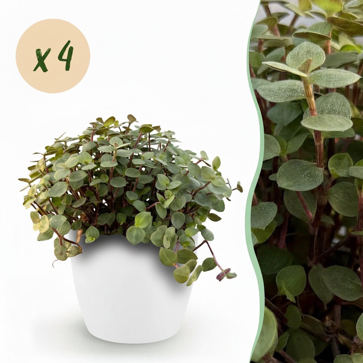 Plantenboetiek.nl Calissia repens Kattengras Groen met Witte Pot Ø12cm 17-20cm hoog