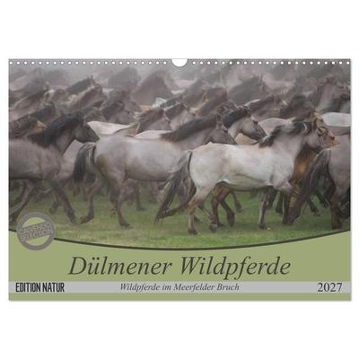 Dülmener Wildpferde - Wildpferde im Meerfelder Bruch (Wandkalender 2027 DIN A3 quer), CALVENDO Monatskalender