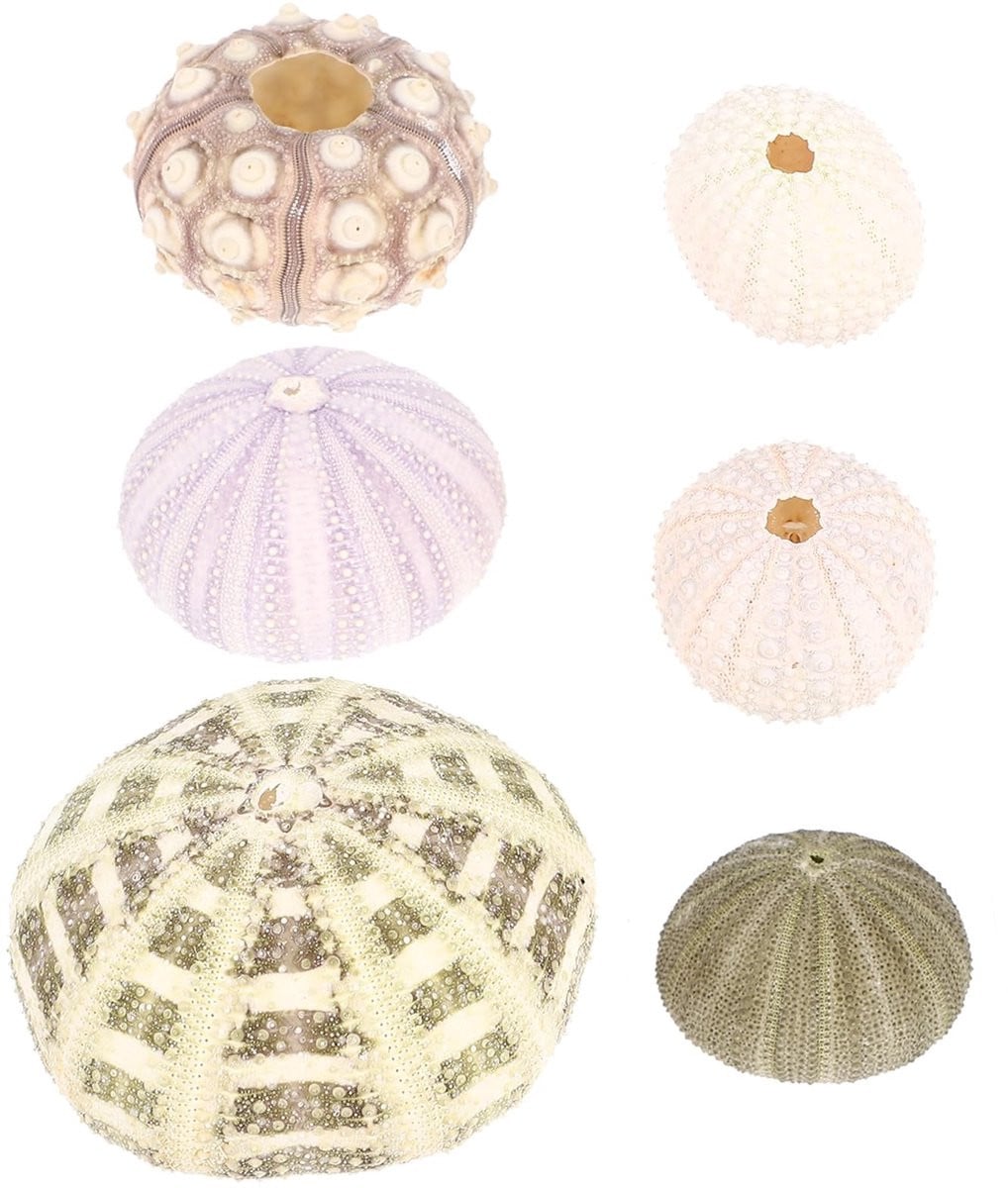Set van 6 Zee-egel Plantpotten voor Decoratie van Elzusha