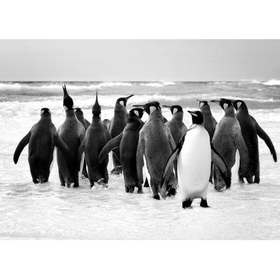 Fototapete PAPERMOON "Pinguin Schwarz & Weiß", schwarz (schwarz, weiß), B:3,5m L:2,6m, Vlies, Tapeten