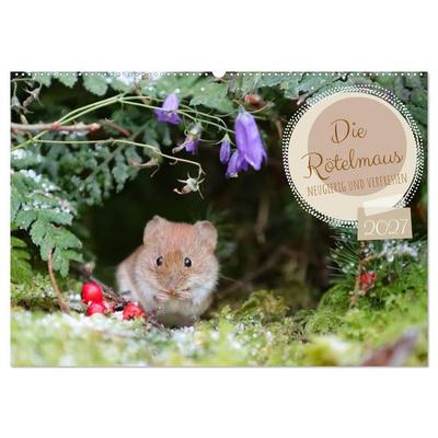 Die Rötelmaus - neugierig und verfressen (Wandkalender 2027 DIN A2 quer), CALVENDO Monatskalender