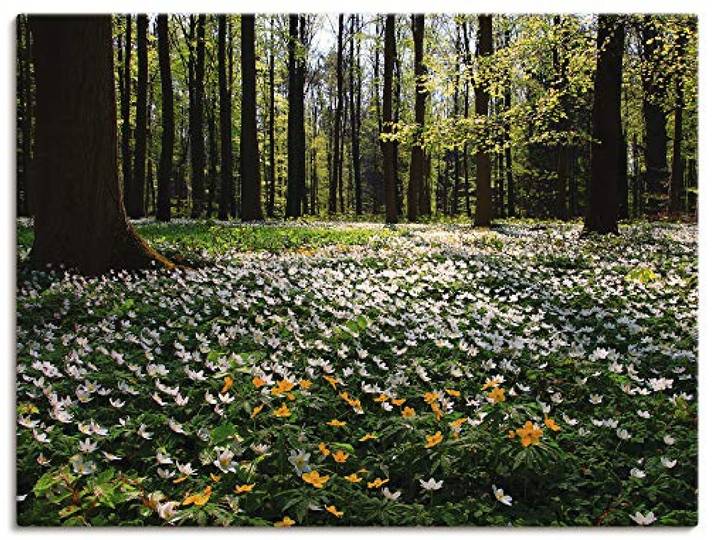 ARTLAND Wanddeko Leinwand Bilder Wandbild 80x60 cm Landschaften Wald Fotografie Grün Frühlingswald bedeckt mit Windröschen T9PO