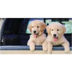 CoverYourDesk, Unterlage, Schreibtischunterlage Golden Retriever Welpen