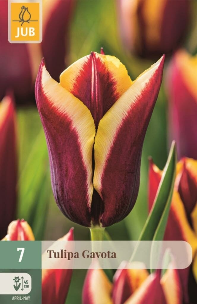 Jub Tulp Gavota 7 bollen