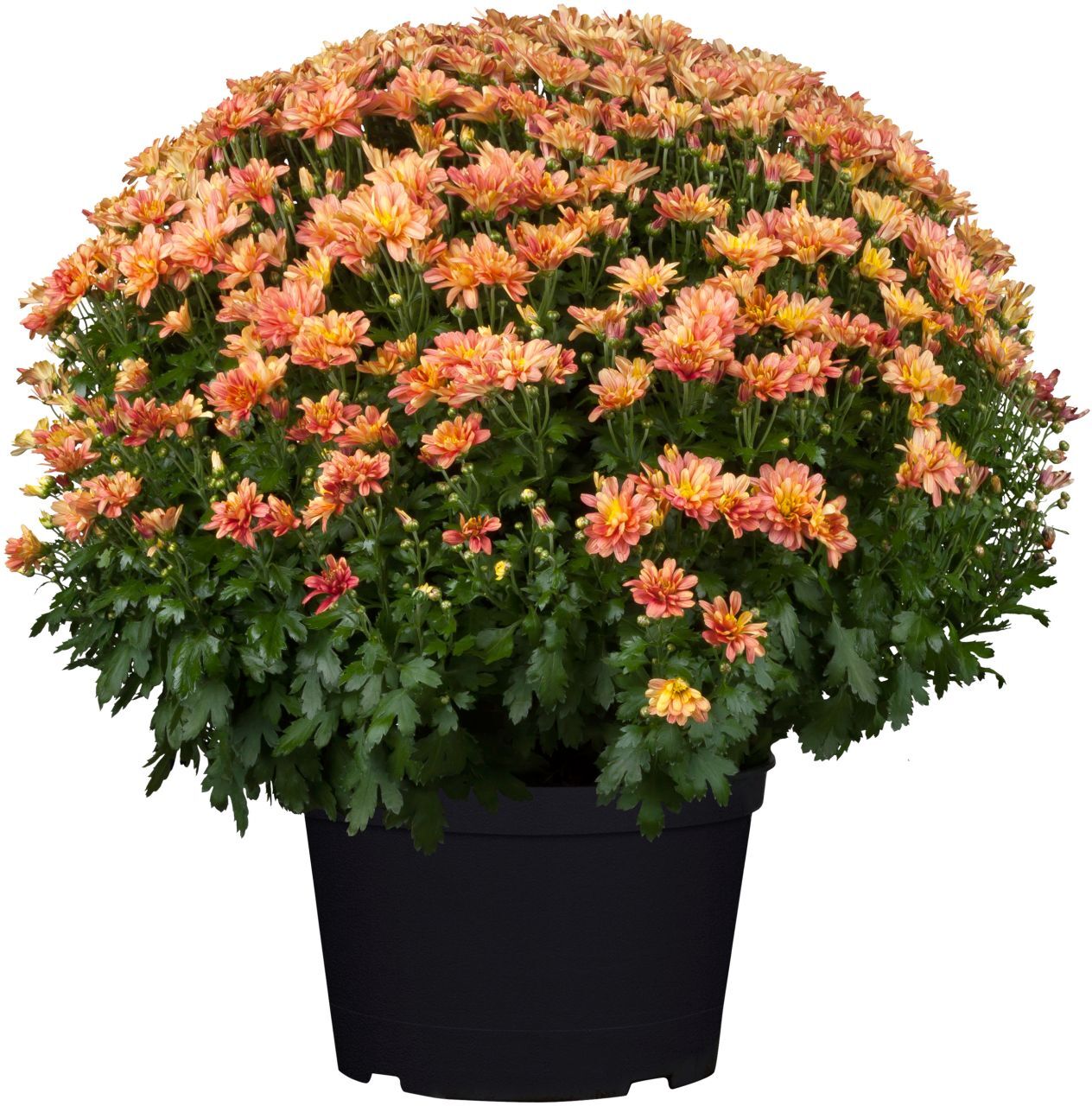 Pflanzen Chrysanthemen Busch 19 cm Topf