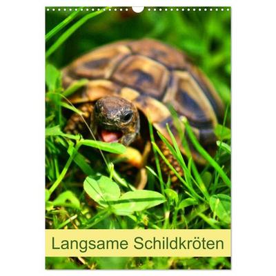 Langsame Schildkröten (Wandkalender 2027 DIN A3 hoch), CALVENDO Monatskalender