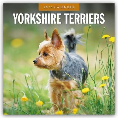 Yorkshire Terriers – Yorkshire Terrier 2026 – 16-Monatskalender