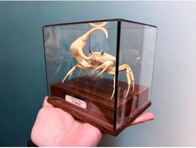 Inspire Essentials Real Crab Specimen Display Collectible Ocean Decor Desk Ornament 13