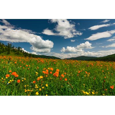 Fototapete PAPERMOON "BLUMEN-WIESE-TROLLBLUMEN GEBIRGE WALD FELD WOLKEN SONNE", bunt, B:3m L:2,23m, Vlies, Tapeten