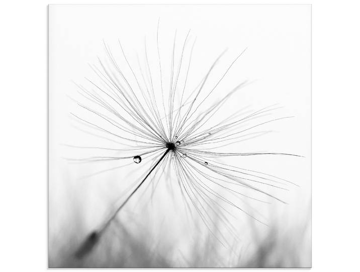 Glasbild ARTLAND Pusteblume Schirmchen , schwarz (farbe bild(er): schwarz), B:30cm H:30cm, Bilder, Glasbild, in verschiedenen Grössen