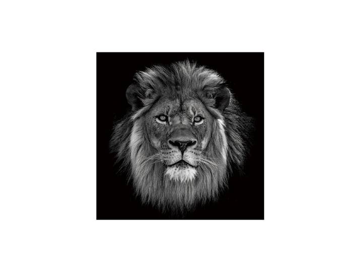Glasbild „König der Löwen“ 100 x 100 cm Multicolor Crea Collection
