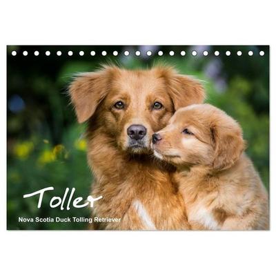Toller - Nova Scotia Duck Tolling Retriever (Tischkalender 2027 DIN A5 quer), CALVENDO Monatskalender