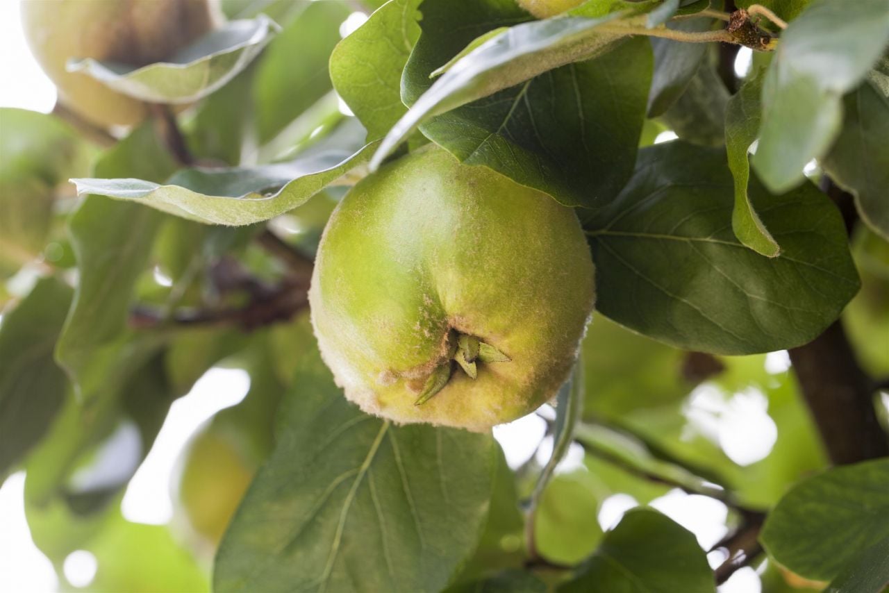 Pflanzen Obstbaum Quitte 5 Liter Container