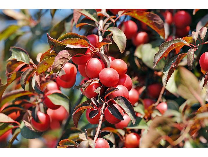 Zierpflaume Trailblazer ' (Prunus cerasifera 'Trailblazer '), Topfgrösse Ø26cm'