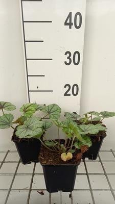 6 x Heucherella hybr. Pink Fizz Bastaardschuimplant - Pot van 9 x 9 cm - GRDplanten