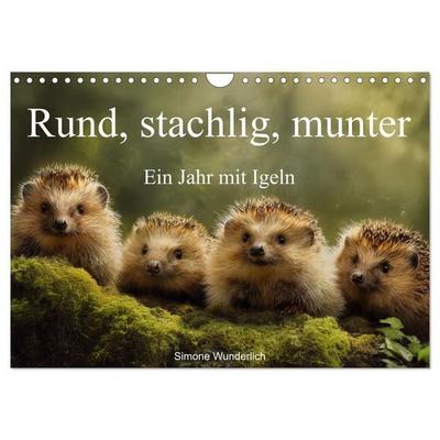 Rund, stachlig, munter - Ein Jahr mit Igeln (Wandkalender 2026 DIN A4 quer), CALVENDO Monatskalender