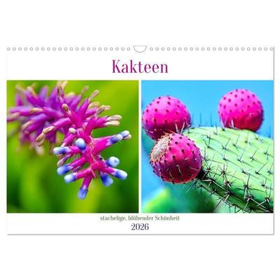 Kakteen - stachelige, blühende Schönheiten (Wandkalender 2026 DIN A3 quer), CALVENDO Monatskalender