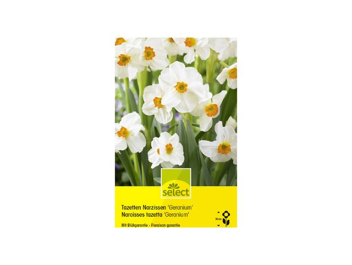 Select Tazetten-Narzissen Geranium 6 Stück