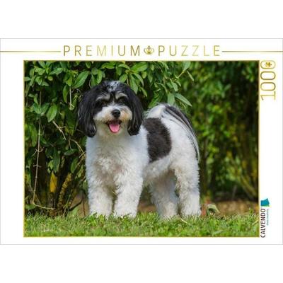 CALVENDO Puzzle Havaneser | 1000 Teile Lege-Größe 64x48cm Foto-Puzzle für glückliche Stunden
