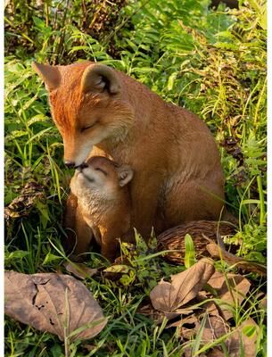 Hi-Line Gift Cuddling Mother and Baby Fox Garden Statue