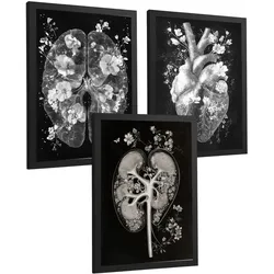 POSTER Set aus 3 Anatomie Drucke und Wandbilder mit Inneren Organen Gehirn Herz Nieren Minimalistisches Schwarz Weiß Design Größe Schwarzer Rahmen A4