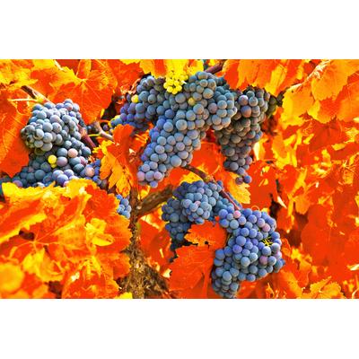 Fototapete PAPERMOON "TRAUBEN-STRAUBE-WEIN PFLANZEN MUSTER DEKOR BLUMEN MAKRO", bunt, B:3,5m L:2,6m, Vlies, Tapeten