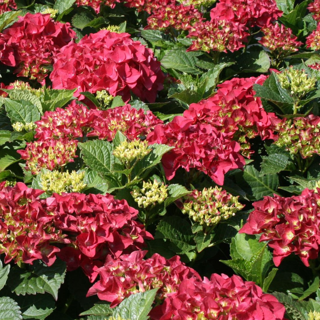 2 x Hortensia Hydrangea macrophylla Kardinal in pot