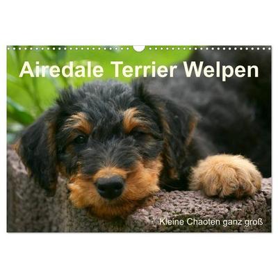 Airedale Terrier Welpen (Wandkalender 2027 DIN A3 quer), CALVENDO Monatskalender