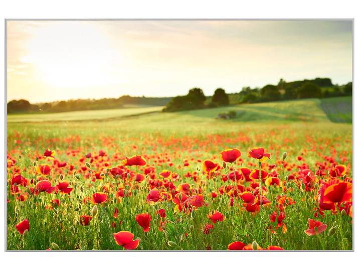 Bild mit Rahmen Mohnwiese 2 image LAND