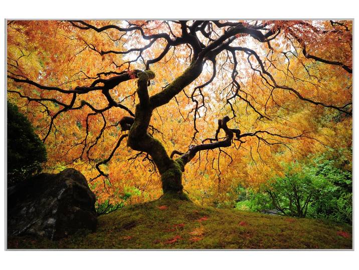 Bild mit Rahmen Der Baum image LAND