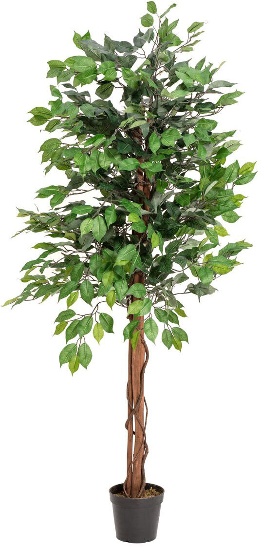 Europalms Ficus-Benjamini Multi-Stamm, 150cm