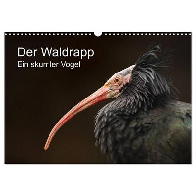 Der Waldrapp - Ein skurriler Vogel (Wandkalender 2027 DIN A3 quer), CALVENDO Monatskalender