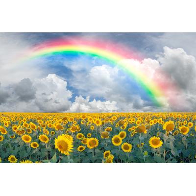 Fototapete PAPERMOON "Rainbow Sunflowers", bunt, B:2m L:1,49m, Vlies, Tapeten
