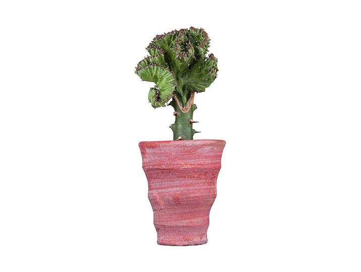 Qualité & Prix Kaktus Pfropf ⌀ 5.5 cm